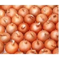 Onion