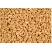 Wheat