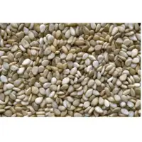 Sesame Seed