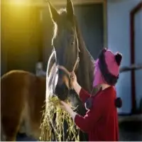 Alfalfa Hay for Horses
