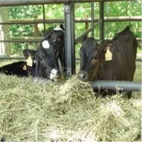 Alfalfa Hay For Cattle