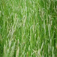 Timothy Hay
