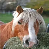 Timothy Hay For Horses