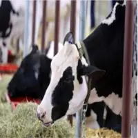 Timothy Hay For Cattle