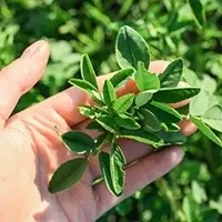 Alfalfa Hay