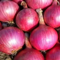 Onion