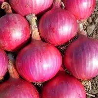 Red Onion
