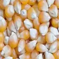 Corn / Maize