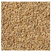 Organic Barley