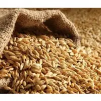 Organic Barley