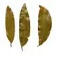 Bay Leaf