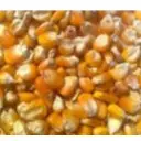 Yellow Corn Cattle Feed