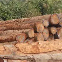Teak Round Logs