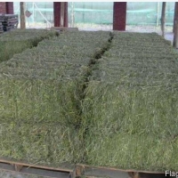 Alfalfa Hay