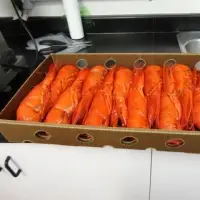 Atlantic Cooked Lobster