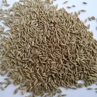 Cumin Seeds