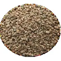 Celery Seeds