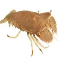 Moreton Bay Bugs
