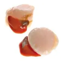 Scallops