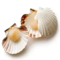 Shell Scallop