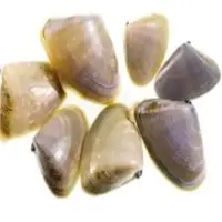 Pippies
