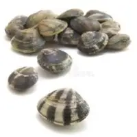 Vongole