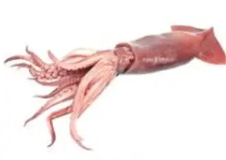 Calamari Sea Frozen
