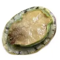 Abalone