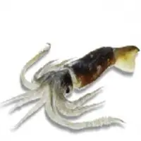 Arrow Squid