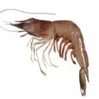 Banana Prawns Green Sea Frozen