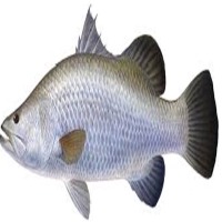 Barramundi Fresh