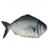 Salmon