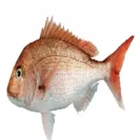 Snapper Farmed And Factory Frozen