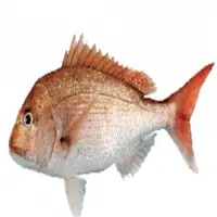 Snapper Fresh