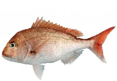 Whiting Sea Frozen