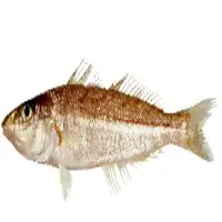 Red Spot Whiting Fresh