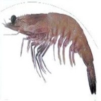 Ocean King Prawns