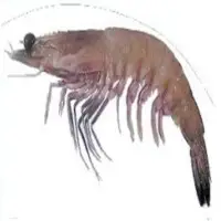 Ocean King Prawns