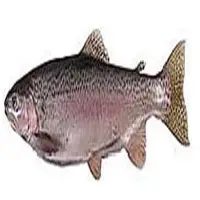 Ocean Trout Farmed And Factory Frozen