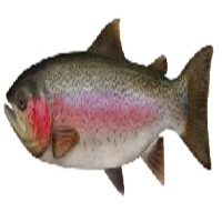 Rainbow Trout