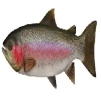 Rainbow Trout
