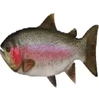 Rainbow Trout Fresh