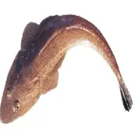 Flathead Fresh