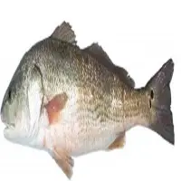 Murray Cod Sea Frozen