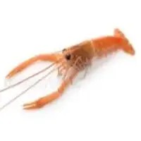 Scampi