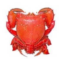 Spanner Crabs