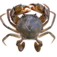 Mud Crab