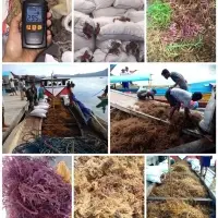 Eucheuma Cottoni Seaweed
