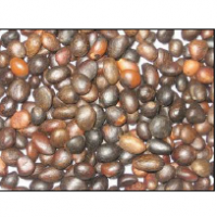 Palm Kernel Nut