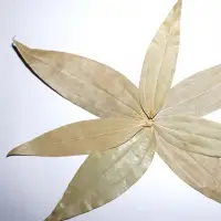 Bayleaf